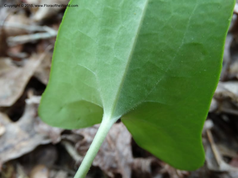 Asarum arifolium, Davidson, C 13035--Georgia. Stephens Co. Panther Cr. 18 May 2015.  (65).JPG