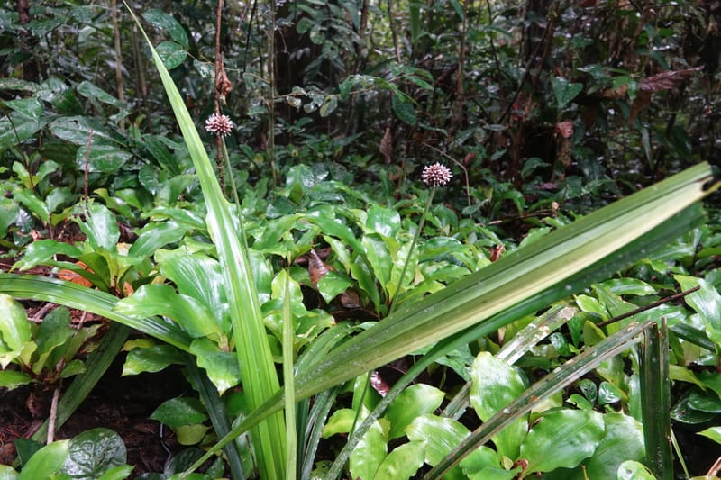 Mapania, C. Davidson 14078--Gabon. Raponda-Wallker. 28 Oct 2019. DSC02420 (154).JPG