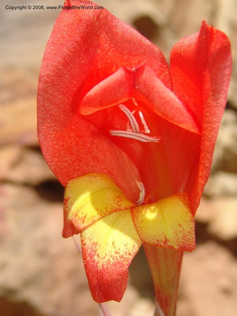 Gladiolus dalenii--So.Africa. E. Cape. R58 SE of Lady Grey. 10 Mch 05. 067.jpg