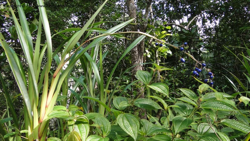 Dianella ensifolia, A. Ramahefaharivelo 168--Madagascar. Ambolotara. Ambodini, Vatovavy. 3 May 2010 177 (42).jpg