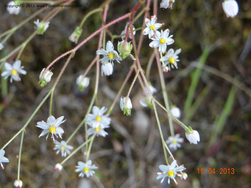 Saxifraga mertensiana, Davidson, C 12120--USA, CA, Trinity Co.  15 Apr 2013  9959 (5).JPG