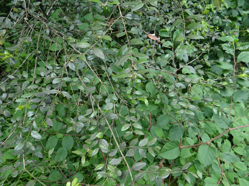Buxus sinica var. aemulans, Davidson, C 12044--China. Anhui Prov. Huang Shan. 8 Jun 2012. DSC02431 (143).JPG