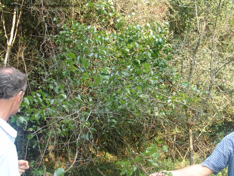Trimeria grandifolia--So.Africa. Mpumal. Buffelskloof Private Nat. Res. 17 Mch 05. 221.jpg