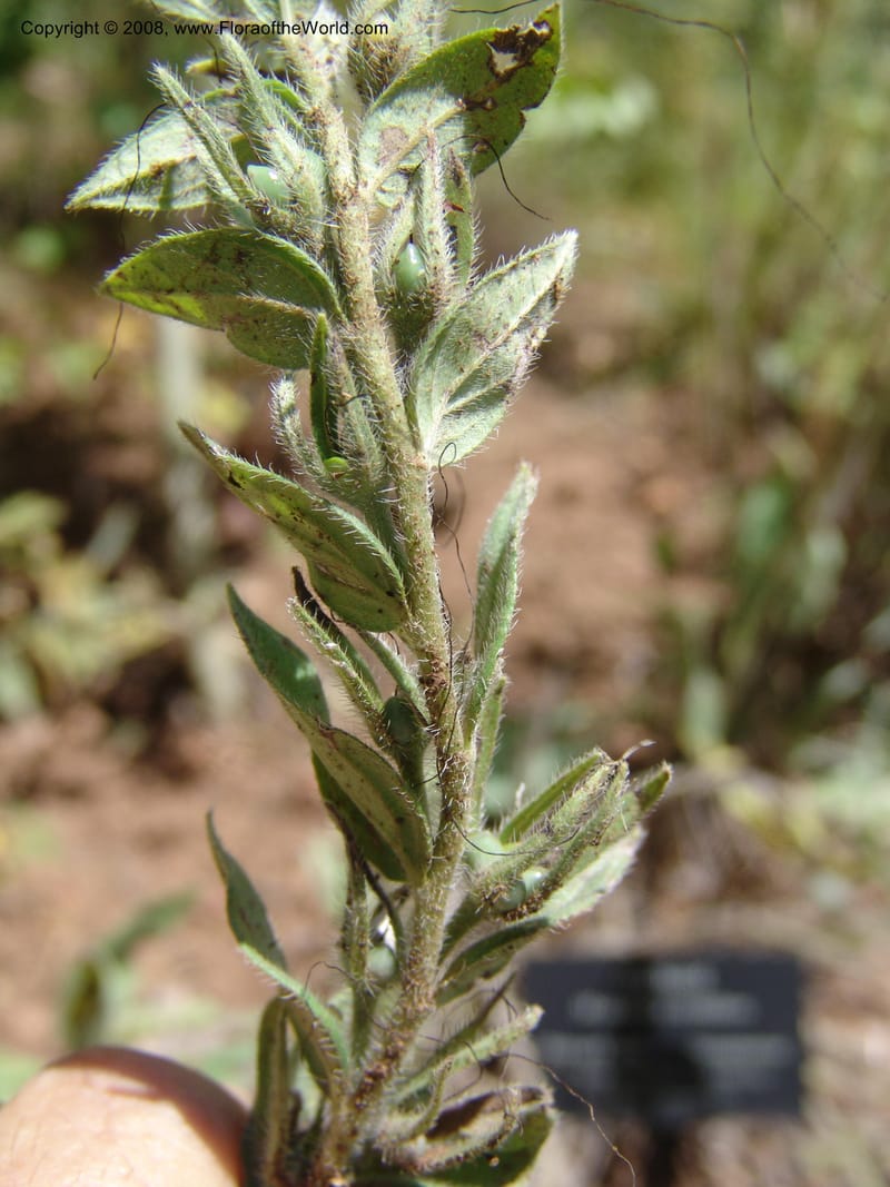 Macromeria viridiflora--AZ. Arboretum at Flagstaff. 3 Sep 04. 153.jpg