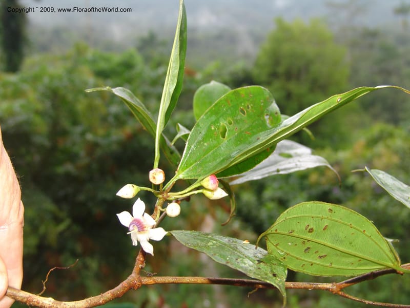 Blakea, TCroat98607--Ecuador. Prov. Zamora Ch. Rio Nangaritza ca Las Orquideas. 15 Sep 07. 355.jpg