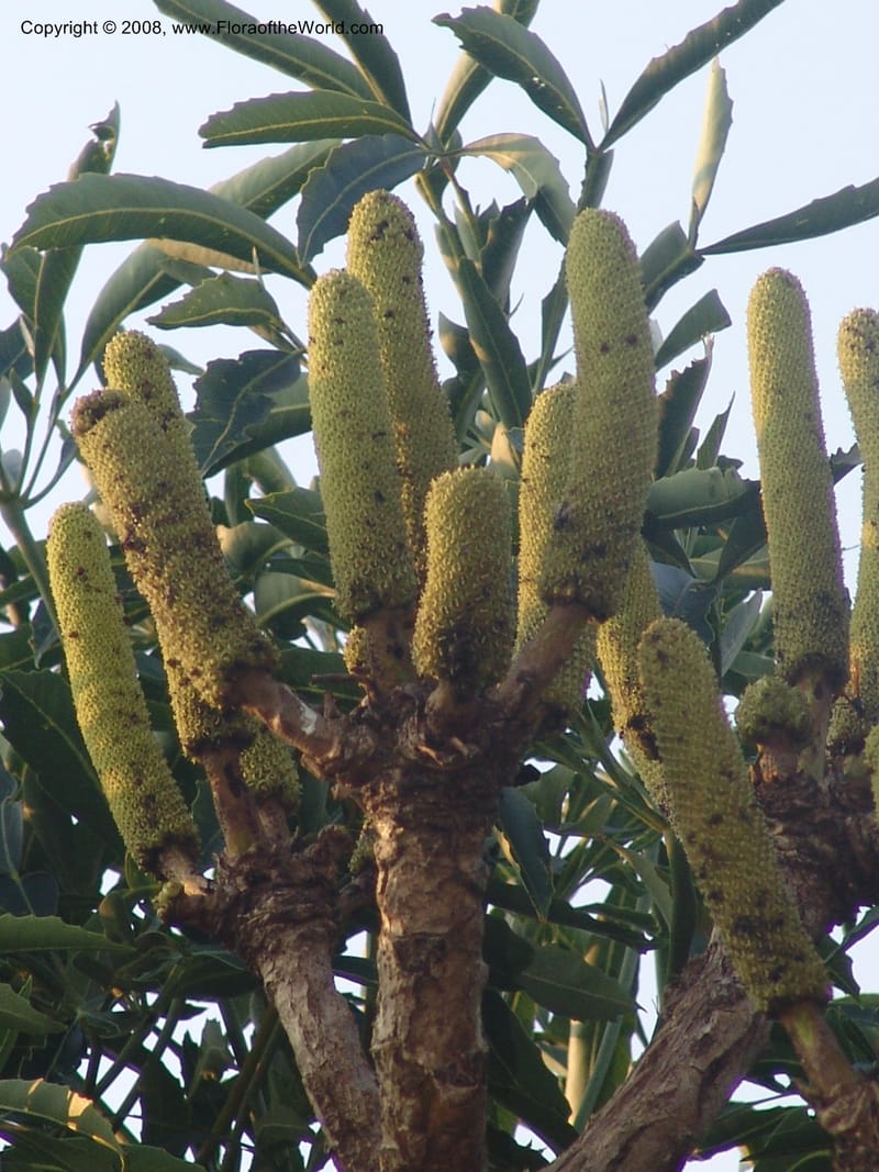 Cussonia spicata--So.Africa. Mpumal. Buffelskloof Private Nat. Res. 17 Mch 05. 332.jpg