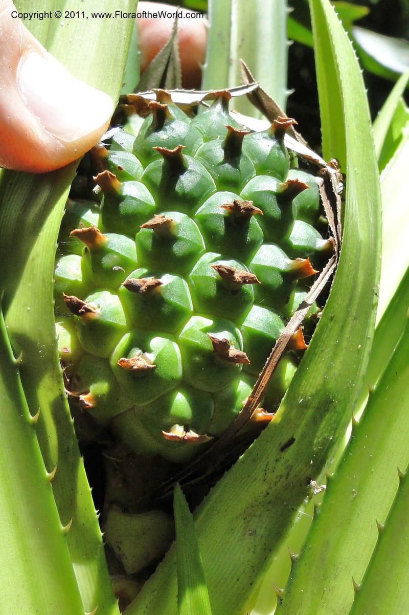 Pandanus tonkinensis, Regalado 1861--Viet Nam. Unknown mountain. 10 May 2011. 162 (50).jpg