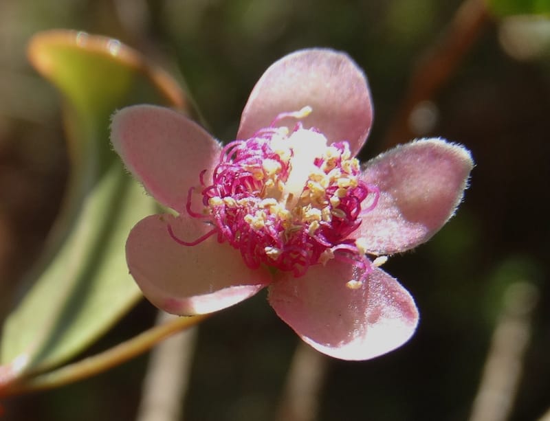 Archirhodomyrtus, Callmander, M 1272--New Caledonia. PinPin. 20 Nov 2015. DSC03938 (228).JPG