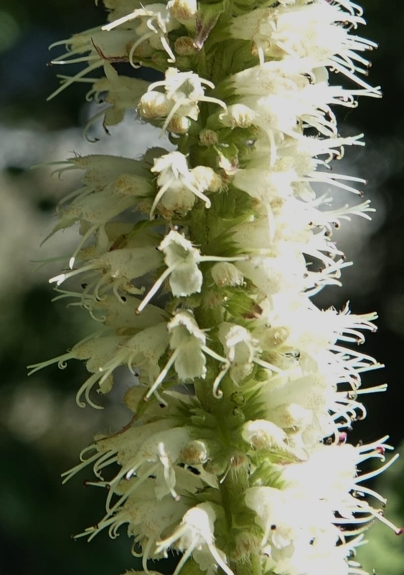 Elsholtzia fruticosa, C. Davidson 13758--China. Sichuan. Yibailingba-gou. 12 Aug 2017. DSC04660 (565).JPG