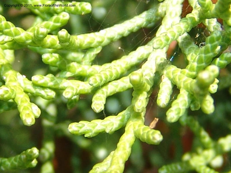 Juniperus phoenicea--France. Paris. Jardin des Plantes. 4 Sep 07. 359.jpg