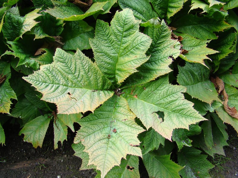 Rodgersia podophylla, 28991-262-91--Canada. BC. Univ. BC Bot. Garden. 27 Jul 08. 017.jpg