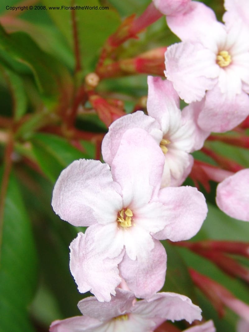 Luculia pinceana, 61.0379--CA. UC Berkeley Bot. Garden. 8 Dec 06. 439.jpg