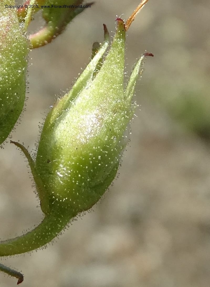 Penstemon fruticosus var. serratus, Davidson, C 12590--ID. Idaho Co. Seven Devils Camp Ground. 15 Jul 2014. DSC00113 (104).JPG