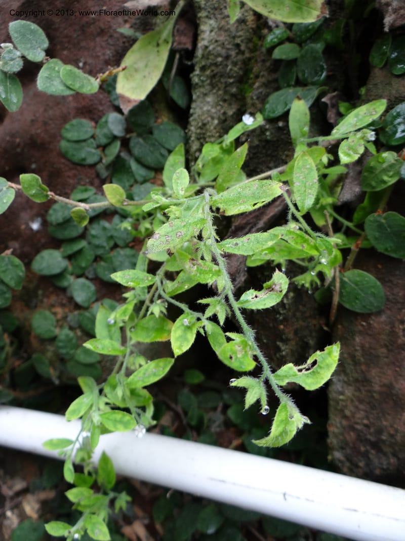 Bothriospermum secundum, Davidson, C 12018--China. Anhui Prov. Qiyun Shan. 7 Jun 2012. DSC01929 (116).JPG