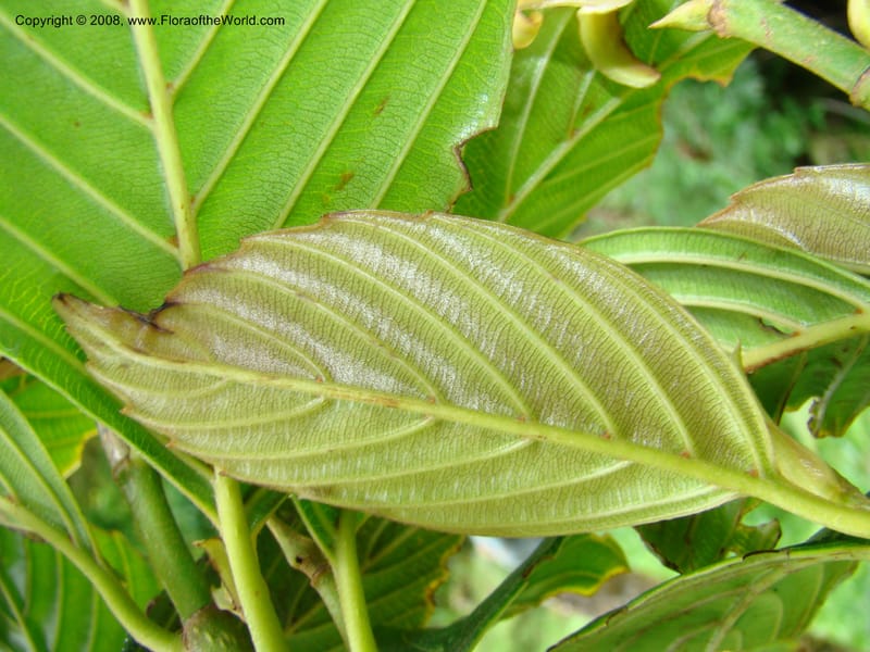 Ticodendron incognitum, BHammel--Costa Rica. Hered. Volcan Barva. 9 Apr 08. 036.jpg