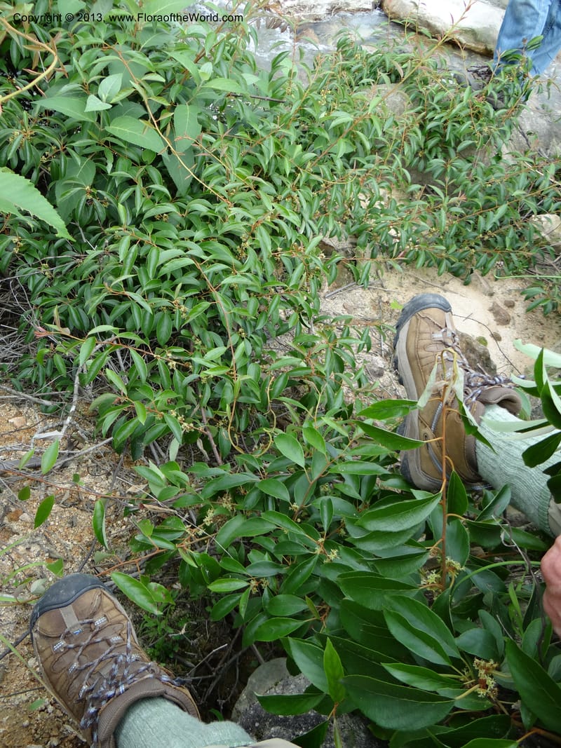 Actinidia lanceolata, Davidson, C 1205287--China. Zhejiang Prov. Shunxi Village. 28 May 2012. DSC00348 (90).JPG