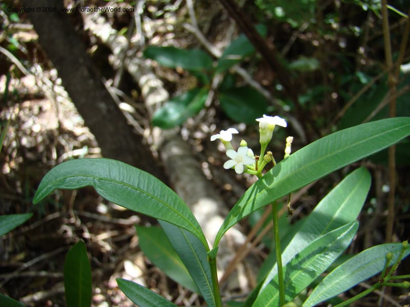 Rauvolfia semperflorens, JMunzinger4677--N.Caled. Dumbea Dam in Dumbea Riv. 11 Nov 07. 296.jpg