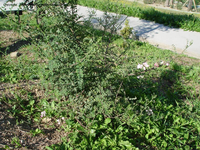 Coronilla viminalis, 2003.0306--Spain. Barcelona Botanic Garden. 21 Apr 04. 008.jpg
