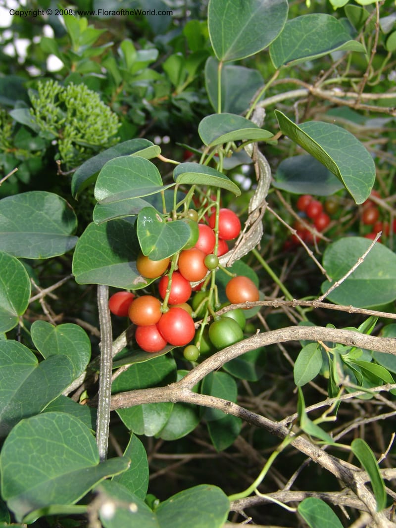 Tinospora cf caffra--So. Africa. Lowveld Nat. Bot. Gard. 14 Mch 05. 283.jpg
