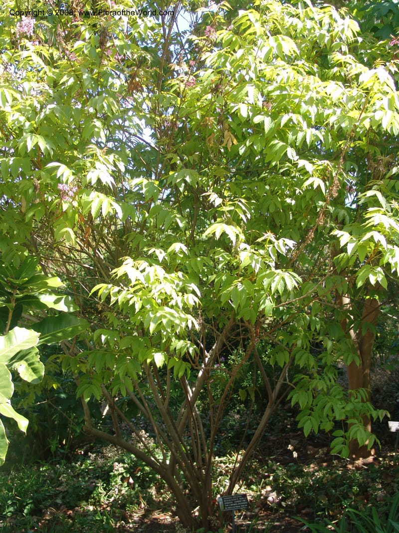 Ungnadia speciosa--CA. Quail Botanical Garden, Encinetas. 9 Apr 05. 007.jpg