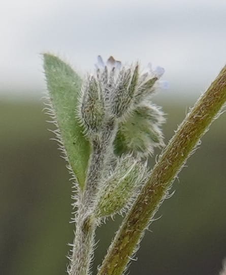 Myosotis stricta, C. Davidson 13755--Oregon. Wallowa Co. Zumwalt.Trail Cr. Rd. 4 Jun 2018. DSC04078 (194).JPG