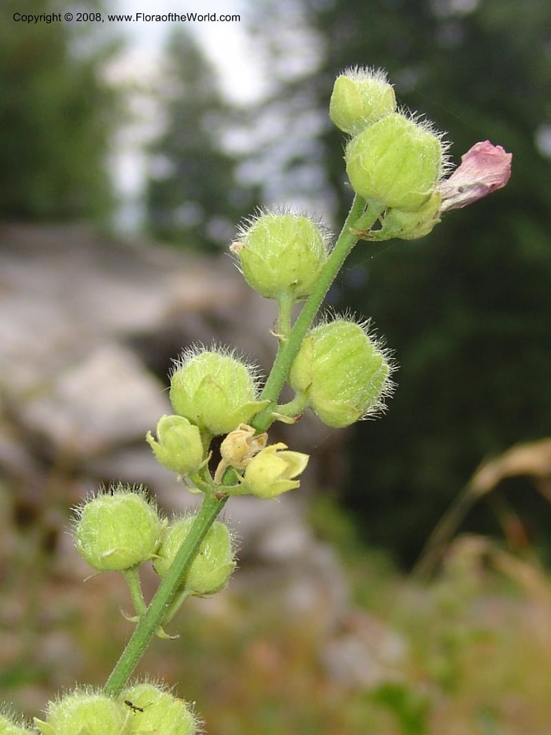 Sphaeralcea rivularis, CDavidson11116--ID. Adams Co. For. Serv. Rd. 453, to Goose Lk. 20 Jul 07. 174.jpg