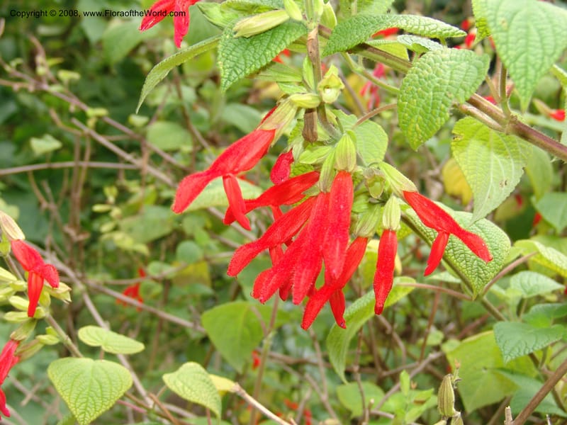 Salvia gesneriflora, 1992.0093--CA. San Francisco Arbor. 3 Jul 07. 132.jpg