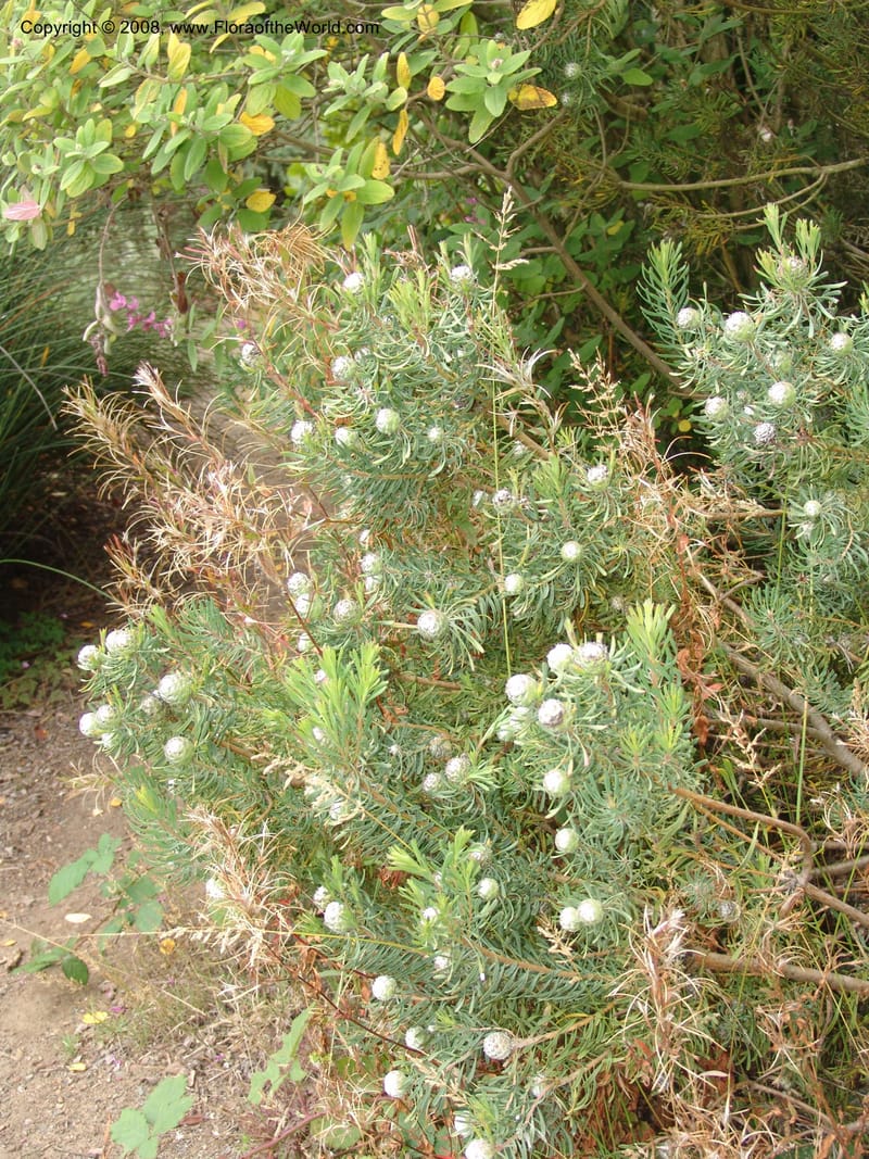 Leucadendron galpinii, s.n.--CA. San Francisco Arboretum. 9 Aug 07. 305.jpg