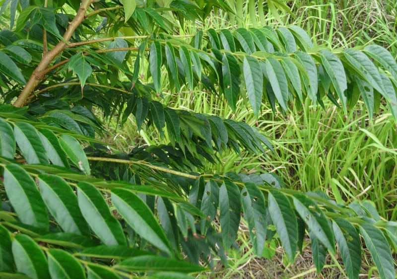 Kohlreuteria elegans, Lowry, P 7357A--Fiji. Drekeki Riv. 5 Nov 2015. DSC09708 (14).JPG