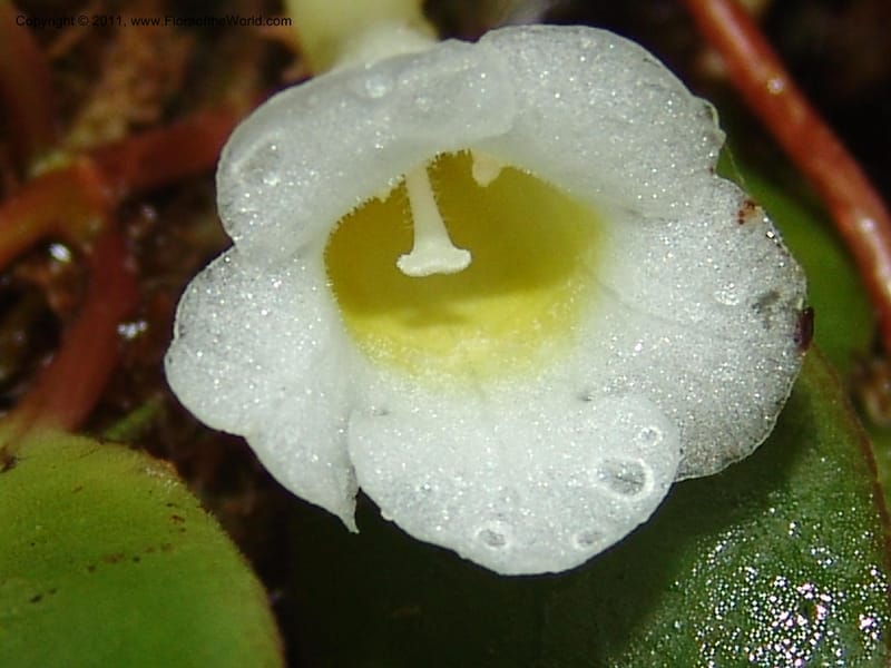 Codonanthe, RVasquez31544--Peru. Prov. Oxa. Estac. Paujil. Send. El Mirador. 16 Oct 06. 212.jpg