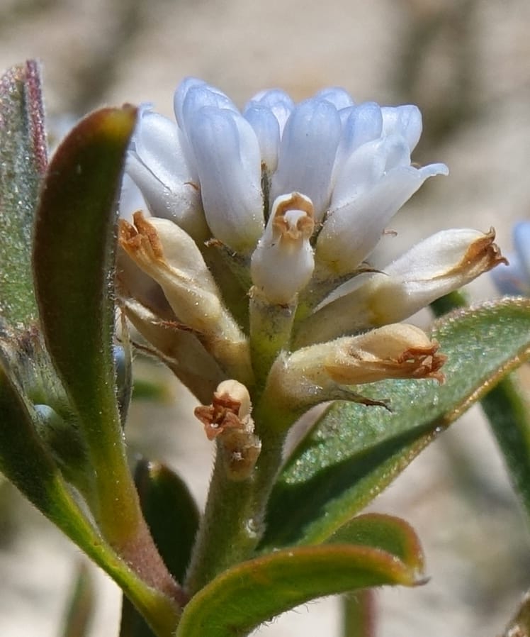 Conospermum nervosum, Davidson, C 13429--Australia. W.A. Green Head-Coorow Rd. Stop 2. 24 Oct 2016. DSC04873 (155).JPG