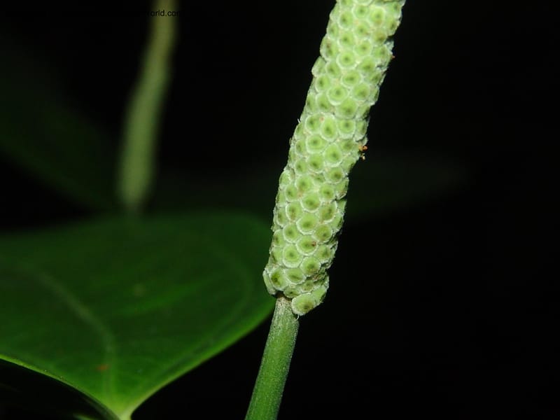 Piper reticulatum, AAraujoM1603--Bolivia. Pq. Nac. Madidi. Laguna Chalalan. 26 Nov 04. 749.jpg
