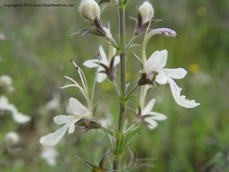 Teucrium pseudochamaepitys--Spain. Almeria Prv. Cantera de los Yesos, off AL140. 16 (31).jpg