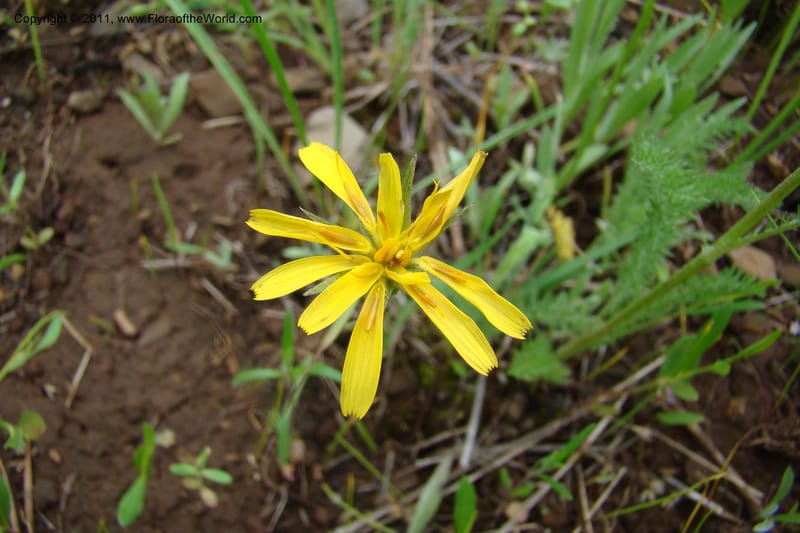 Microseris nutans, C. Davidson 11421--Idaho. Adams Co. Smokey Boulder Rd. 6 June 2009. 172.jpg