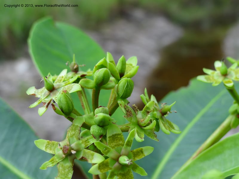 Tetramerista glabra, SAN.153201--Sabah. Klias Forest Reserve. 3 Apr 2012. DSC06489 (116).JPG