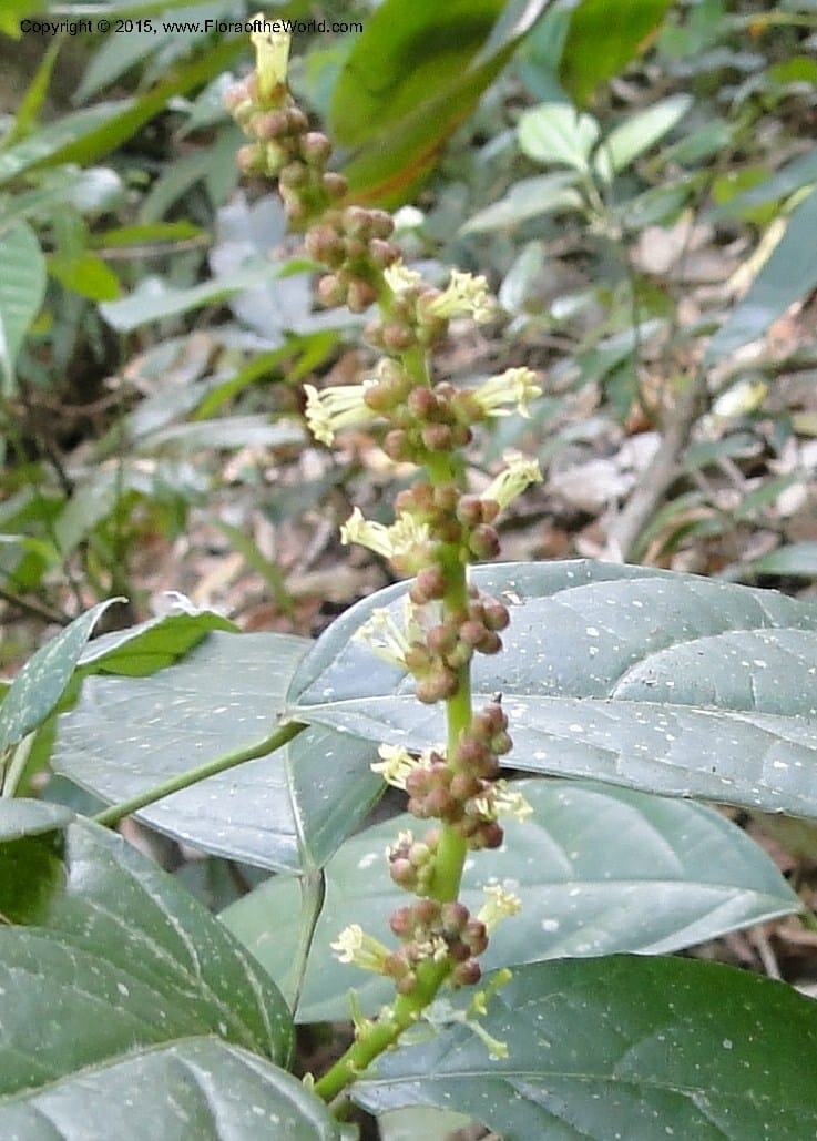 Cleidion, Regalado 1856--Viet Nam. Unknown mountain. 10 May 2011. 099 (7).jpg