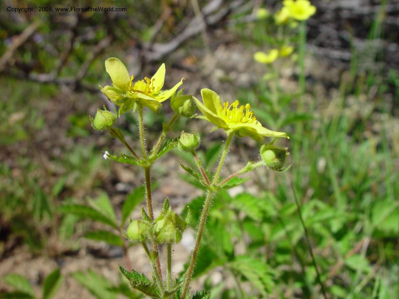 Potentilla, CDavidson10987--ID. Valley Co. Payette Lake. 12 Jun 03. 064.jpg