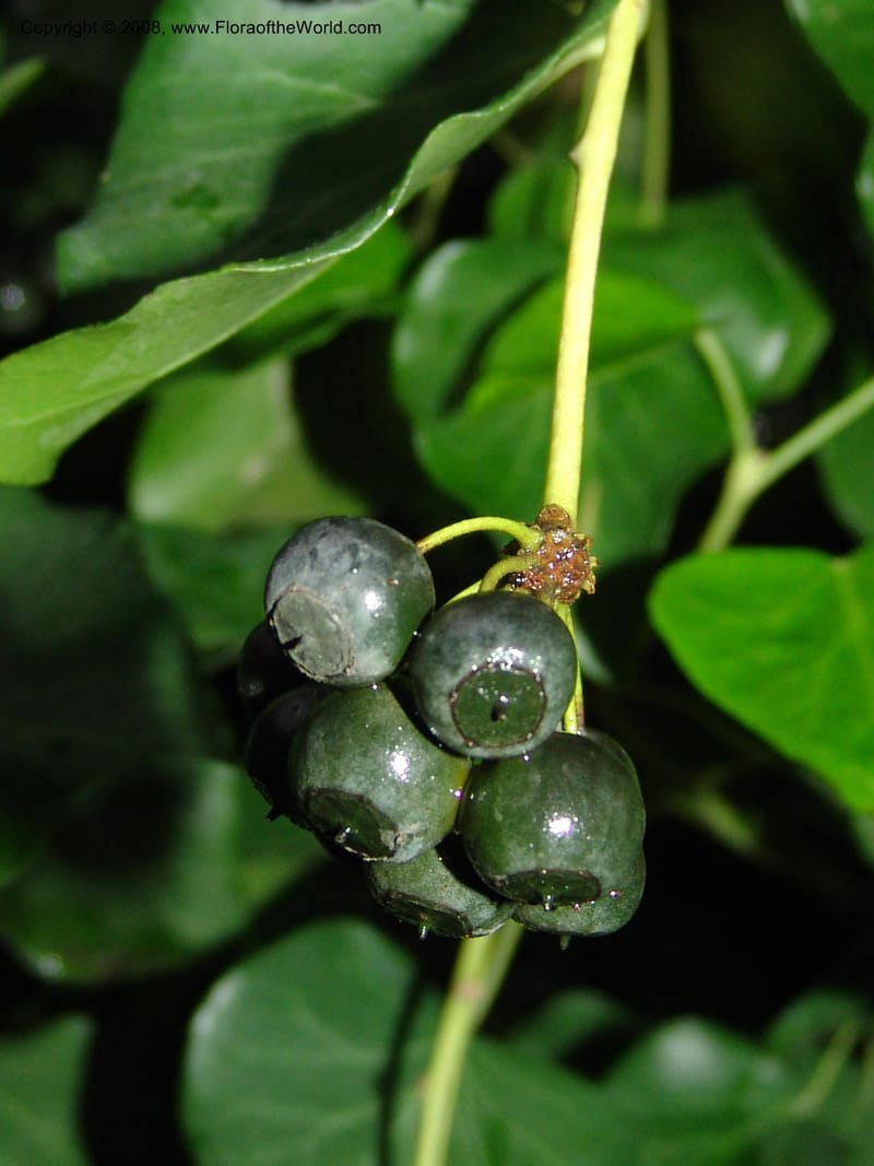 Hedera colchica--Georgia. T'bilisi. Central Botanical Garden. 5 Jun 05. 008.jpg