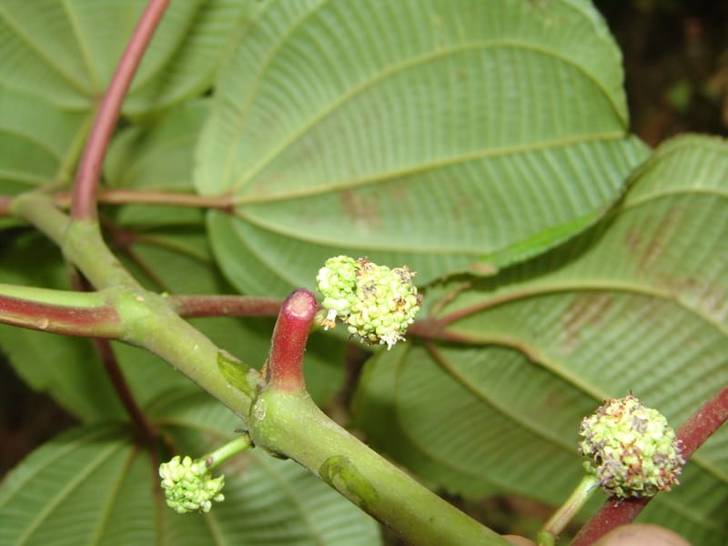 Clidemia, Croat 93406--Ecuador. Prov. Cotopaxi. Guayacan-Pucayacu. 14 Aug 04. 027 (6).jpg
