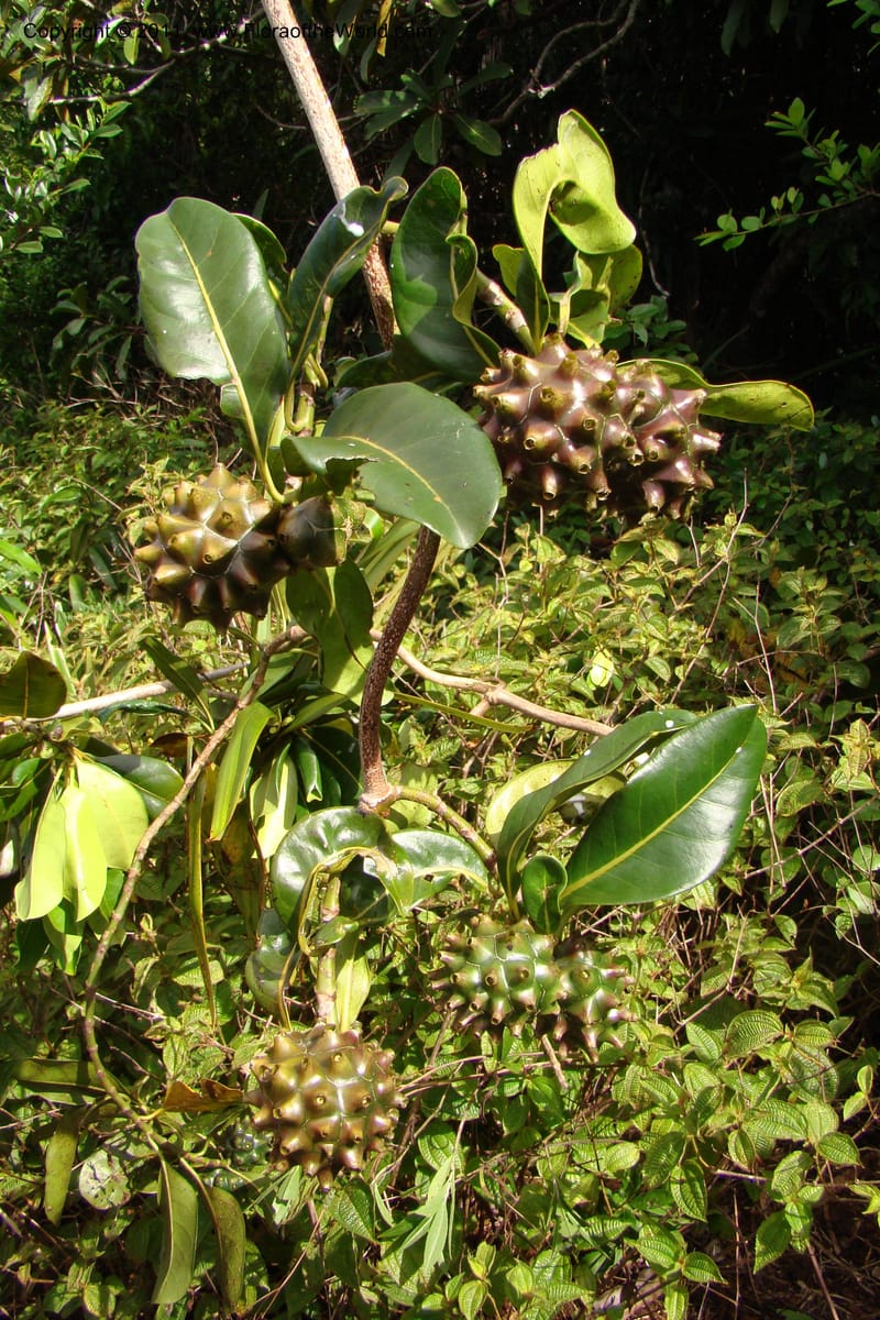 Morinda rigida, Razafindraibe 207--Madagascar. Prov. Fianarantsoa. RN 12. 14 Jan 09. 274 (9).jpg