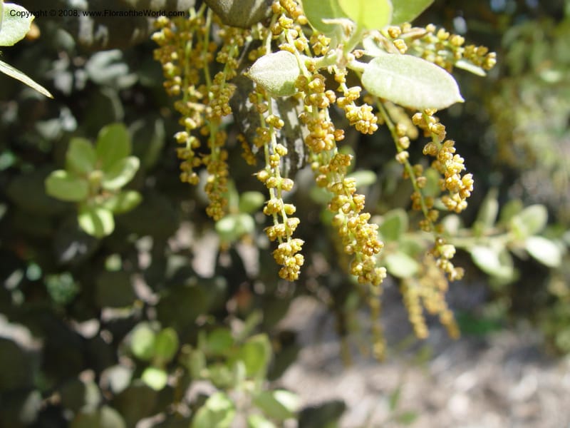 Quercus ilex--Spain. Barcelona Botanic Garden. 19 Apr 04. 191.jpg