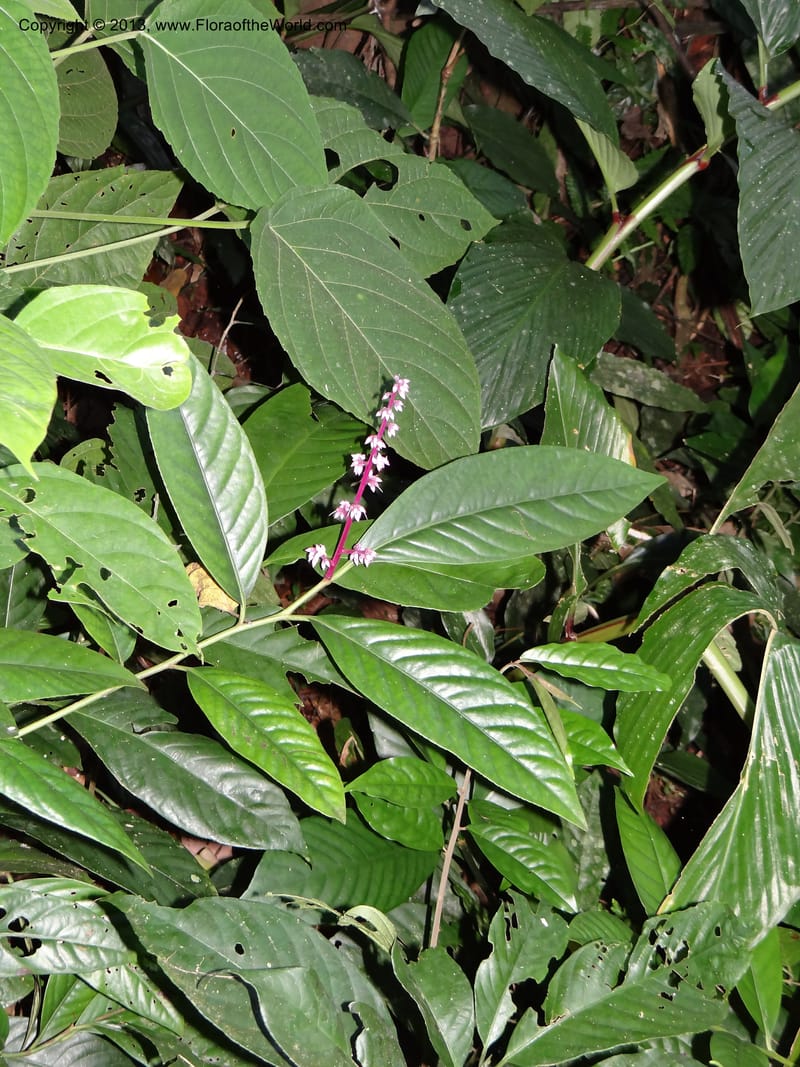 Ardisia, VC 5619--Thailand. Surat Thani Prov. Khlong Phanom Nat. Park. 15 Nov 2012. DSC09389 (256).JPG