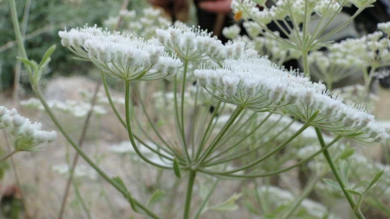Pimpinella, BE.11.1--Iraq. Kurdistan. Shakh-i Pira Magrun. Zewiya. 14 June 2010. 306 (8).jpg