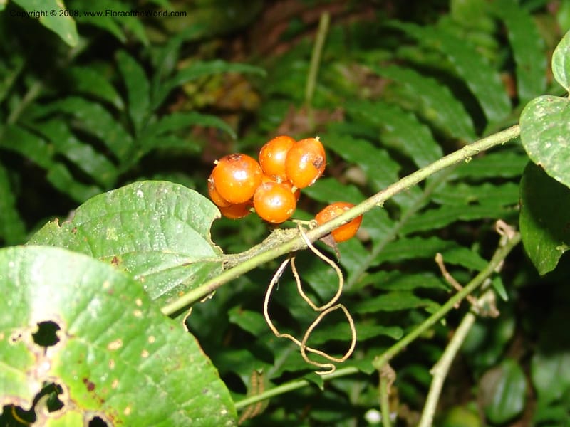 Smilax, not coll.--MX. Chiapas. Res. Biosf. El Triunfo. Trail NW along stream. 9 Nov 04. 002.jpg