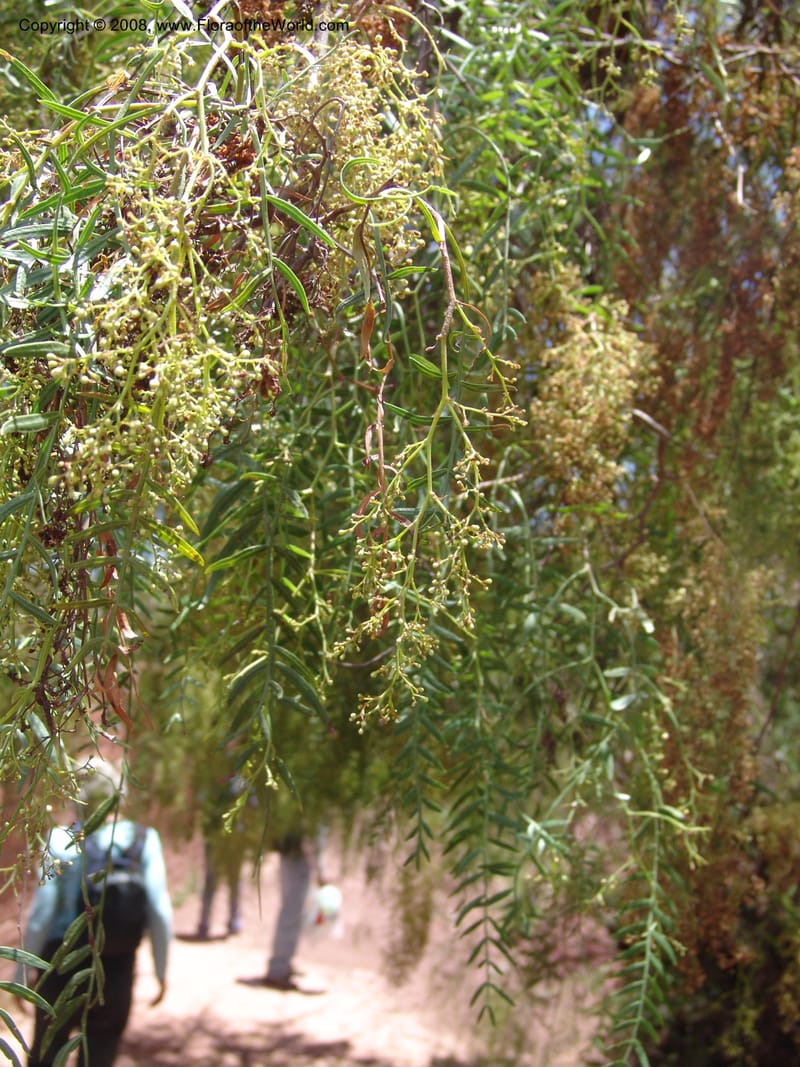 Schinus molle--Bolivia. La Paz. Send. Aguila. 4 Dec 04. 101.jpg