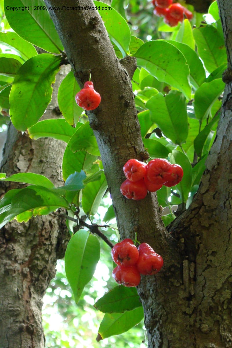 Syzygium samarangense--South Africa. Durban Botanical Garden. 30 Jan 09. 303.jpg