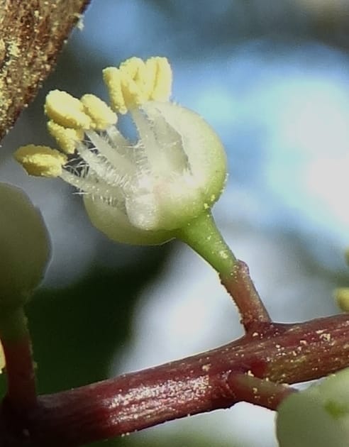 Cupaniopsis inoploea, Munzinger, J 7406--New Caledonia. Haute Robinson. 11 Nov. 2015. DSC00909 (516).JPG