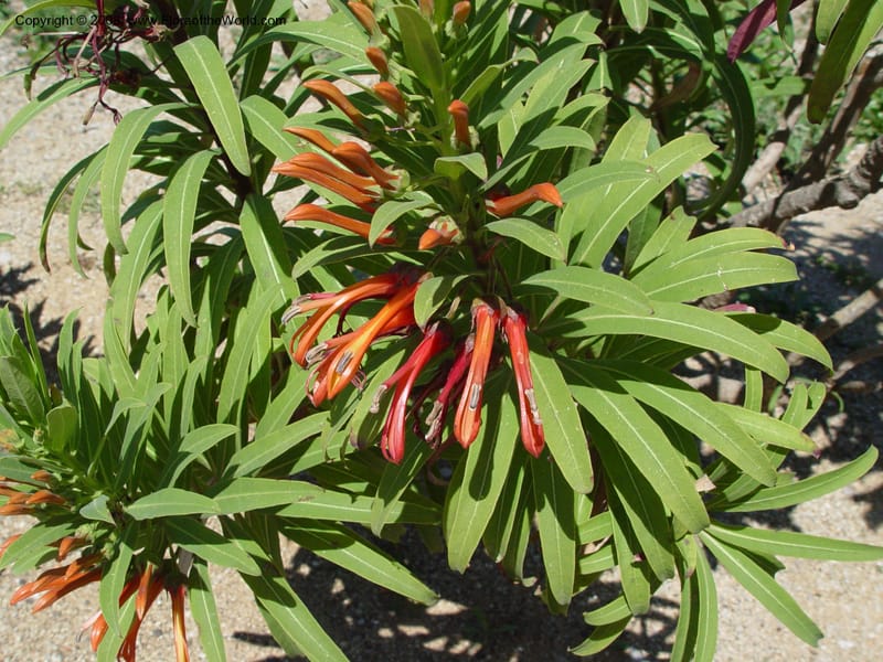 Lobelia excelsa, 1999.01144--Spain. Barcelona Botanic Garden. 21 Apr 04. 129.jpg