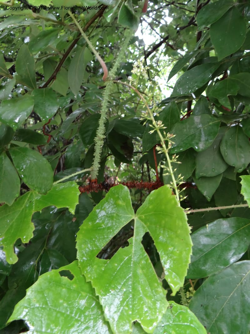 Vitis davidii, Davidson, C 12012--China. Anhui Prov. Huang Shan. 6 Jun 2012. DSC01928 (30).JPG