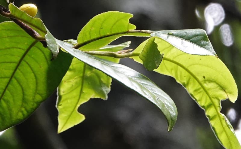 Horsfieldia prainii, D. Boufford 44155--China. Yunnan. Bam Po village. 5 May 2018. DSC02406 (119).JPG